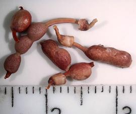   Fruits:   Alhagi maurorum ; nbsp;Photo by R. Young, USDA APHIS PPQ, imageID.idtools.org
